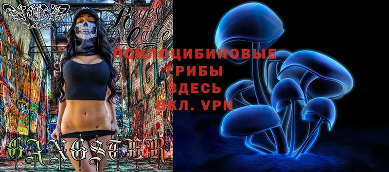 Псилоцибиновые грибы Cubensis  закладки  Владимир 